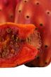 Nopal Macro