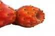 Nopal cactus white background