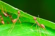 Weaver Ants or Green Ants (Oecophylla smaragdina)