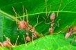 Weaver Ants or Green Ants (Oecophylla smaragdina)