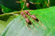 Weaver Ants or Green Ants (Oecophylla smaragdina)