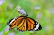 Close up Common Tiger or Danaus genutia butterfly