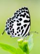 Close up small white butterfly ( Common Pierrot )
