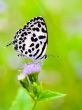 Close up small white butterfly ( Common Pierrot )