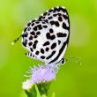 Close up small white butterfly ( Common Pierrot )