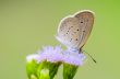 Close up small brown butterfly ( Tiny Grass Blue )