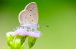 Close up small brown butterfly ( Tiny Grass Blue )