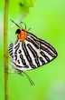 Club Silverline or Spindasis syama terana butterfly