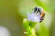 Small bee eating nectar on flower of Goat Weed