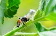 White Crab Spider eating a bee