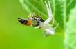 White Crab Spider eating a bee