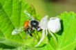 White Crab Spider eating a bee