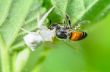 White Crab Spider eating a bee