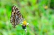 Lemon Pansy, Close up of a brown butterfly