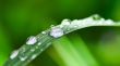 Water droplets on grass