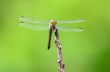 Dragonfly in nature