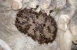 Nest of Lesser banded hornet (Vespa affinis) 