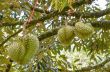 Durian on tree King of fruits in Thailand
