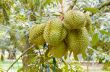 Durian on tree King of fruits in Thailand