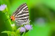 Club Silverline or Spindasis syama terana, white butterfly eatin