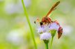 Potter Wasp - Eumenes latreilli 