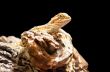 Bearded Dragon