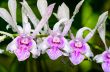 Dendrobium orchid hybrids is white with pink stripes.