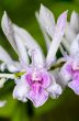 Dendrobium orchid hybrids is white with pink stripes.