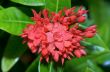 Red flower of West Indian Jasmine ( Ixora chinensis Lamk )