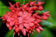 Red flower of West Indian Jasmine ( Ixora chinensis Lamk )