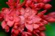Close up red flower of West Indian Jasmine ( Ixora chinensis Lam