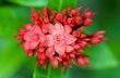 Red flower of West Indian Jasmine ( Ixora chinensis Lamk )