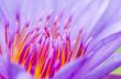 Macro pollen of purple lotus ( Nymphaea Nouchali )