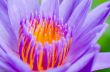 Macro pollen of purple lotus ( Nymphaea Nouchali )