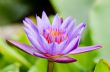 Purple Lotus flower ( Nymphaea Nouchali )