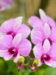 Dendrobium orchid hybrids is white and pink stripes