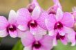 Dendrobium orchid hybrids is white and pink stripes