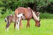Mare and foal with brown white