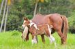 Mare and foal in a meadow
