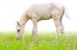 Horse foal in grass isolated on white