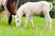 White foal graze near the mother