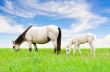 White horse mare and foal on sky background