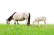 Horse mare and foal in grass on white background