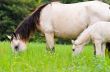 Black white Horse mare and foal in grass