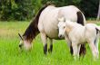 White horse mare and foal in a grass