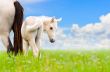 White horse mare and foal on sky background