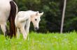 White horse foal in a green grass