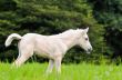 White horse foal in green grass