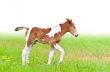 Horse foal walking in green grass