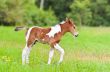Horse foal walking in green grass